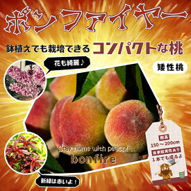 楽天市場 ニーム 苗の通販
