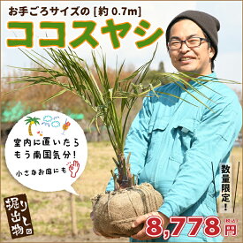 楽天市場 南国風 観葉植物の通販