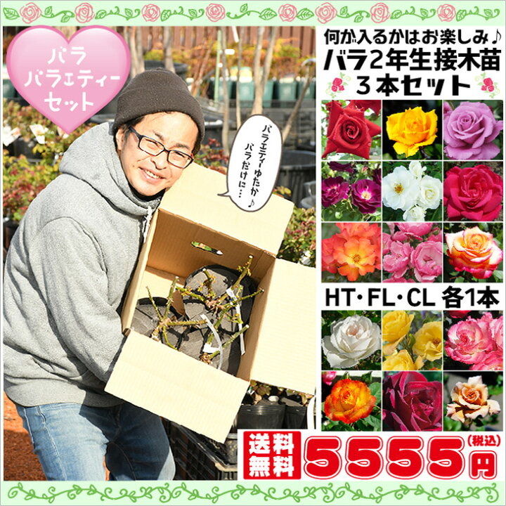 楽天市場 送料無料 バラ バラエティーセット バラ 苗 Ht Fl Cl 各1本 3本セット 2年生 接木苗 何が入るかはお楽しみ 薔薇 ローズ バラ の 苗 北海道 沖縄は送料無料適用外です 苗木の専門店 グリーンでｇｏ