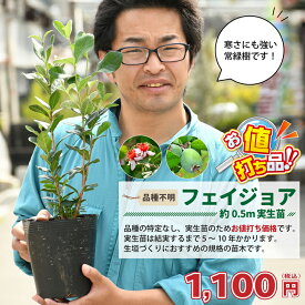 楽天市場 フェイジョア 自家結実の通販
