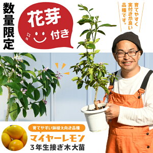 鉢 レモン 苗 苗の人気商品 通販 価格比較 価格 Com