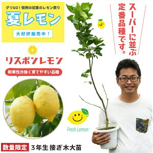 果実 鉢植えの人気商品 通販 価格比較 価格 Com