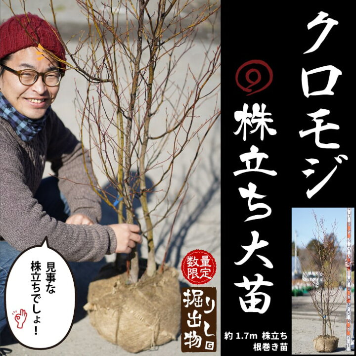 楽天市場】クロモジ 苗 【黒文字 （くろもじ）】 約1.7m 株立ち 根巻き 