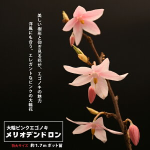 エゴノキ ピンクの通販 価格比較 価格 Com