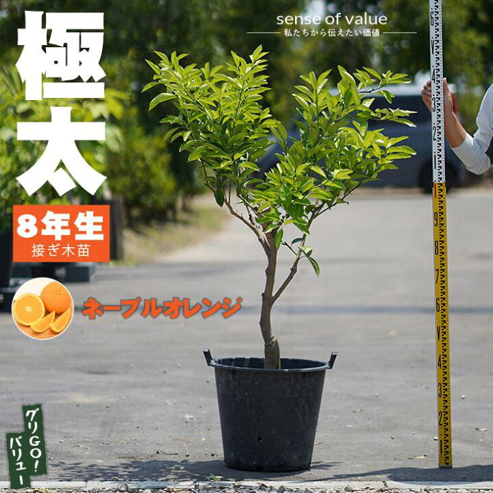 楽天市場 オレンジ 苗木 ネーブル オレンジ 品種不明 特上 極太 8年生 接ぎ木大苗 蜜柑 みかん 雑柑 苗 常緑 果樹 柑橘 柑橘苗木 果樹苗木 苗木の専門店 グリーンでｇｏ