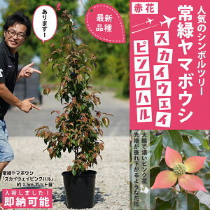 常緑ヤマボウシ 盆栽 植木の人気商品 通販 価格比較 価格 Com 常緑ヤマボウシ 盆栽 植木の人気商品 通販 価格比較 価格 Com