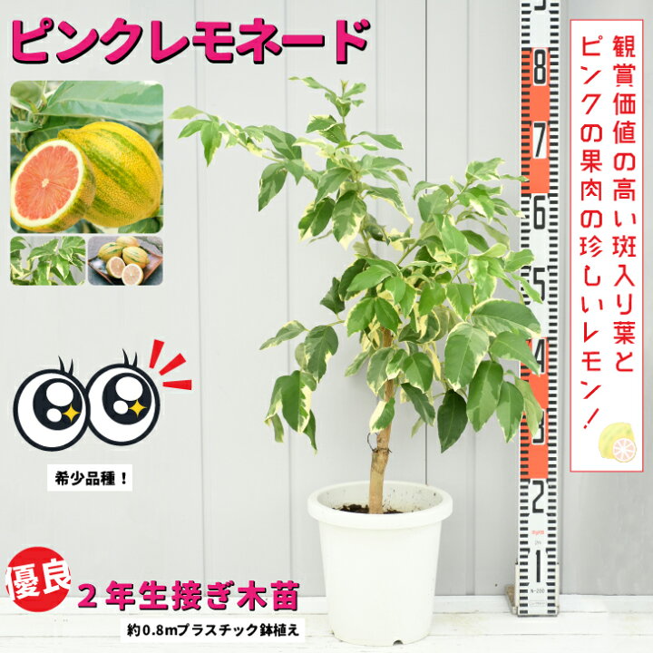 楽天市場】レモン 苗木 【ピンクレモネード】 2年生 接ぎ木 