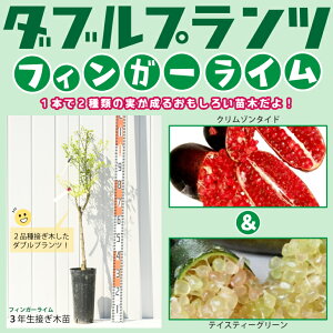 苗 フィンガーライムの人気商品 通販 価格比較 価格 Com 苗 フィンガーライムの人気商品 通販 価格比較 価格 Com