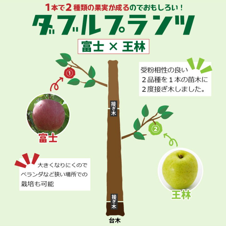楽天市場】りんご 苗木 【ダブルプランツ （上） 富士 × （下  