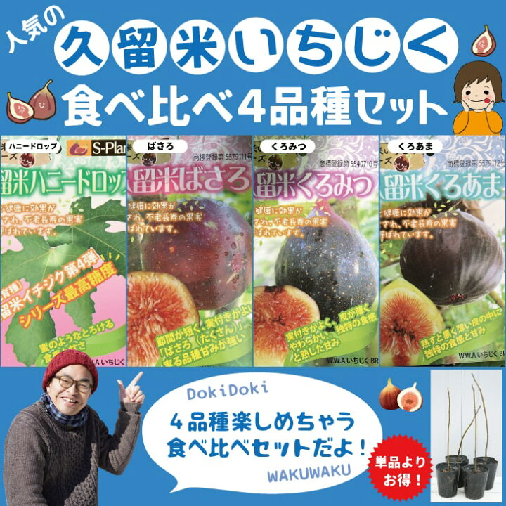 楽天市場 イチジク 苗 人気の久留米いちじくシリーズ 食べ比べ4品種セット 1年生挿し木苗 4品種 無花果 苗 果樹 果樹苗 苗木の専門店 グリーンでｇｏ