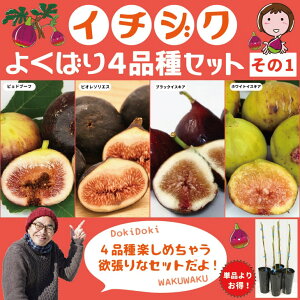 イチジク 苗 【イチジク よくばり4品種セット その1】1年生挿し木苗×4品種 無花果 苗 果樹 果樹苗