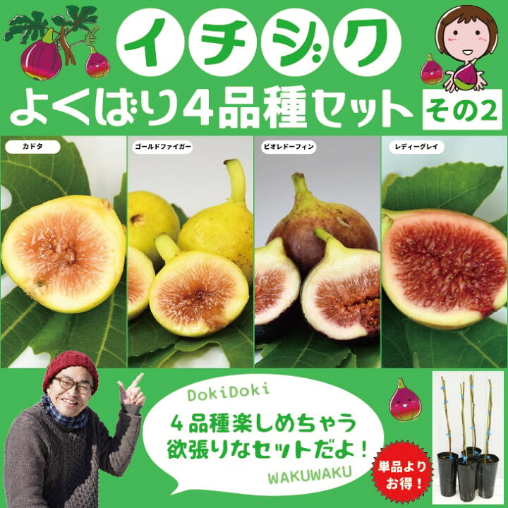 楽天市場】イチジク 苗 【イチジク よくばり4品種セット その2】1年生 