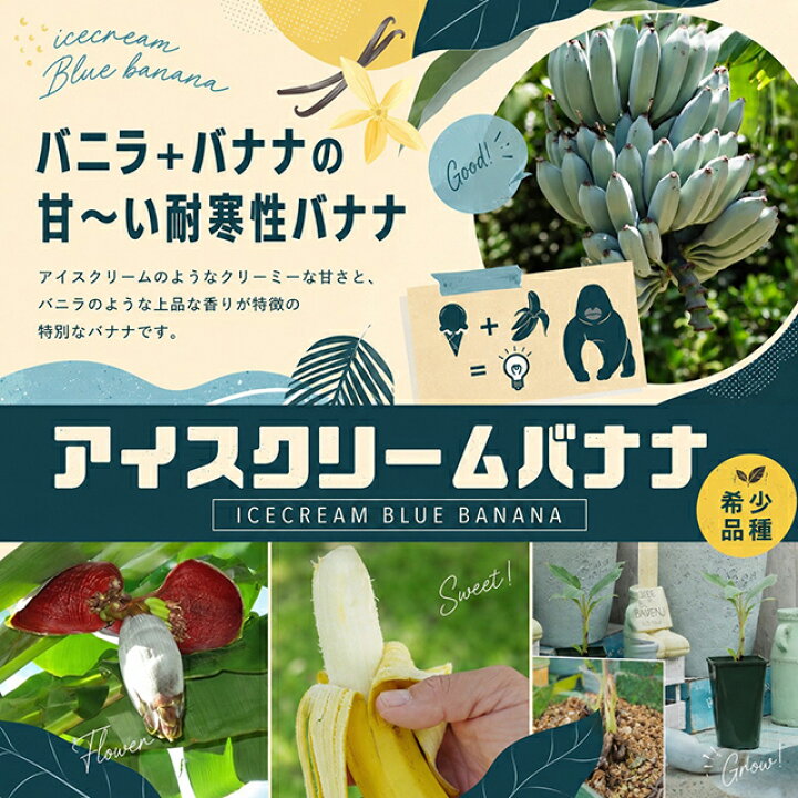 楽天市場】◇送料無料◇ バナナ 苗 【アイスクリームバナナ】 1年生 