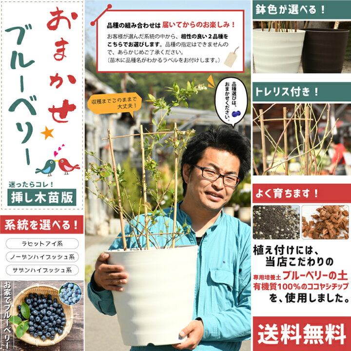 楽天市場 送料無料 ブルーベリー 苗木 鉢色と系統を選べる おまかせ ブルーベリー 挿し木苗版 2品種 寄せ植え トレリス付き 果樹 ベリー 苗 栽培セット 北海道 沖縄は送料無料適用外です 苗木の専門店 グリーンでｇｏ
