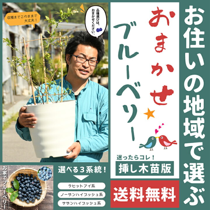 楽天市場 送料無料 ブルーベリー 苗木 鉢色と系統を選べる おまかせ ブルーベリー 挿し木苗版 2品種 寄せ植え トレリス付き 果樹 ベリー 苗 栽培セット 北海道 沖縄は送料無料適用外です 苗木の専門店 グリーンでｇｏ