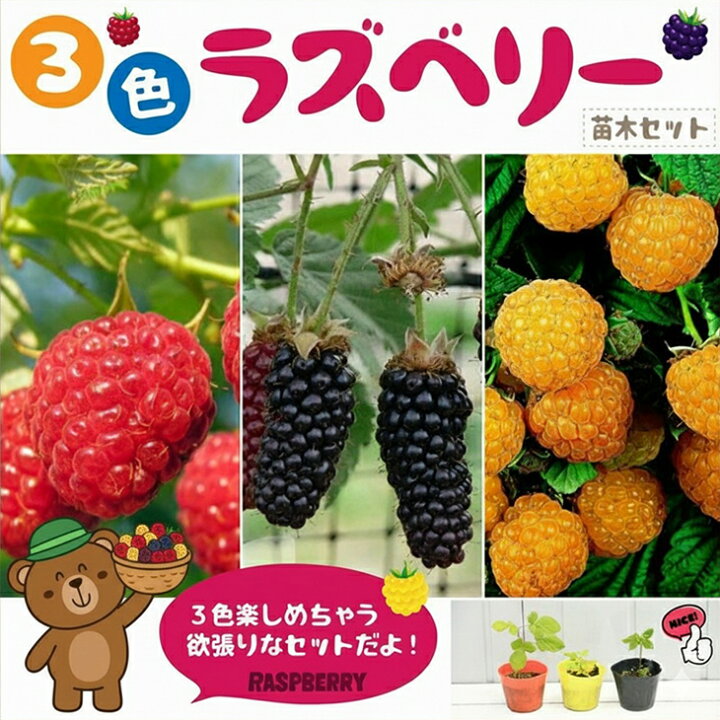 楽天市場 送料無料 ラズベリー 苗 3色ラズベリー ラズベリー ブラックベリー イエローラズベリー 苗木3本セット キイチゴ 木いちご ベリー 苗木 果樹苗 北海道 沖縄は送料無料適用外です 苗木の専門店 グリーンでgo 楽天市場 送料無料 ラズベリー 苗 3色ラズベリー ラズベリー ブラックベリー イエローラズベリー 苗木3本セット キイチゴ 木いちご ベリー 苗木 果樹苗 北海道 沖縄は送料無料適用外です 苗木の専門店 グリーンでgo