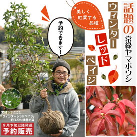 楽天市場 花 ガーデン Diy 種類 植物 ヤマボウシ ヤバイ 野梅 の通販
