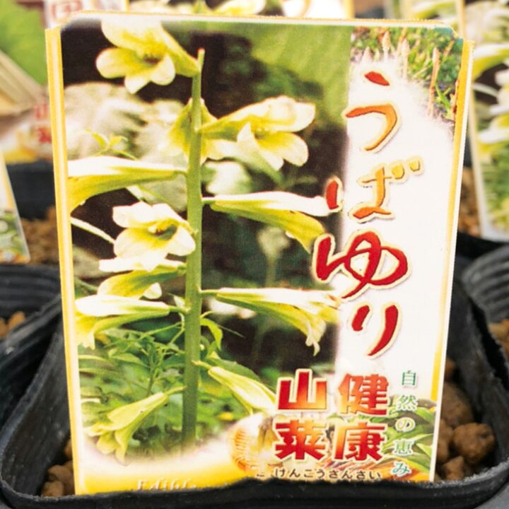 楽天市場 ウバユリ 苗 山菜 うばゆり オオウバウリ 4号ポット苗 苗木 野菜 野菜苗 苗木の専門店 グリーンでｇｏ