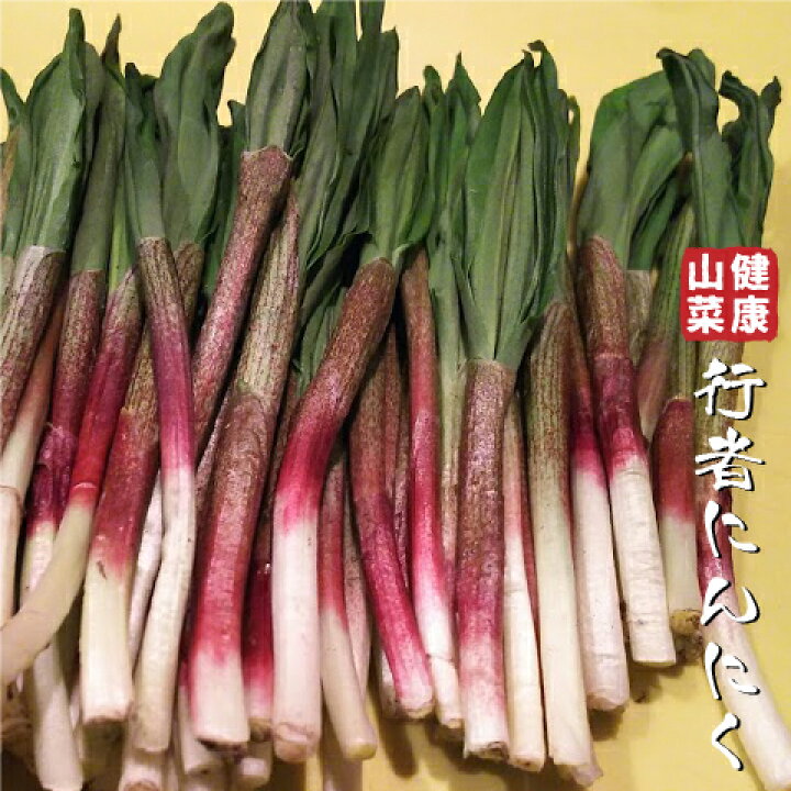 楽天市場】行者ニンニク 苗 【山菜 行者にんにく】 4号ポット苗 行者 
