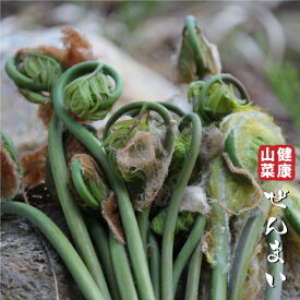 楽天市場 ゼンマイ 花 ガーデン Diy の通販