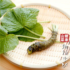 [楽天市場店限定価格] ◆グリGO!ガーデニング応援祭◆ ワサビ 苗 【山菜 畑わさび】 4号ポット苗 山葵 苗木 野菜 野菜苗