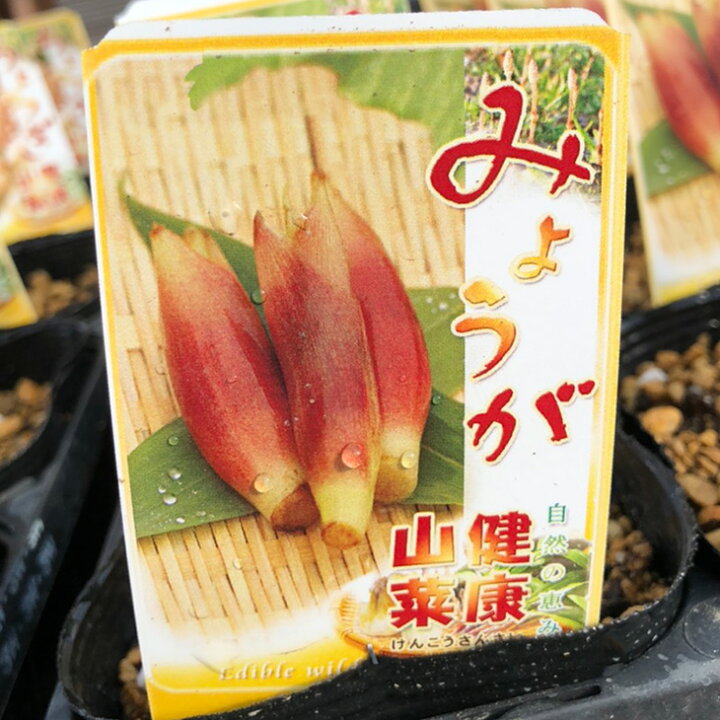 楽天市場 ミョウガ 苗 山菜 みょうが 4号ポット苗 茗荷 苗木 野菜 野菜苗 苗木の専門店 グリーンでｇｏ