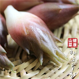 ミョウガ 苗 【山菜 みょうが】 4号ポット苗 茗荷 苗木 野菜 野菜苗