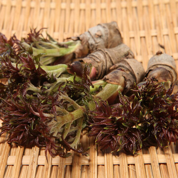 楽天市場 タラの芽 苗 山菜 七島タラの木 挿し木苗 タランボ 苗木 野菜 野菜苗 苗木の専門店 グリーンでｇｏ