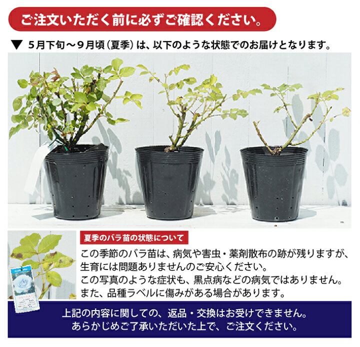 楽天市場】バラ 苗 京成 【しのぶれど (FL) 中輪 四季咲き】 2年生 