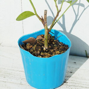 楽天市場 送料無料 ブルーベリー 苗 ブライトウェル ラビットアイ系 1年生 挿し木苗 ニーム小袋付き 苗木 ベリー 果樹 果樹苗 北海道 沖縄は送料無料適用外です 苗木の専門店 グリーンでｇｏ