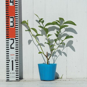 楽天市場 送料無料 ブルーベリー 苗 ブライトウェル ラビットアイ系 1年生 挿し木苗 ニーム小袋付き 苗木 ベリー 果樹 果樹苗 北海道 沖縄は送料無料適用外です 苗木の専門店 グリーンでｇｏ