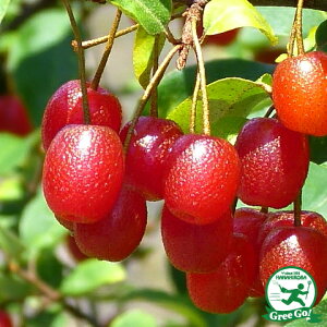 O~ c yăO~z 1N |bgc  q icO~ c ʎ ʎc