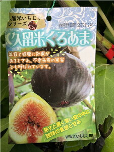 イチジク 苗の人気商品 通販 価格比較 価格 Com
