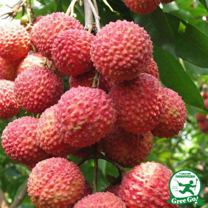 楽天市場】ライチ 苗 【玉荷苞 （ぎょくかほう）】取り木苗 レイシ 