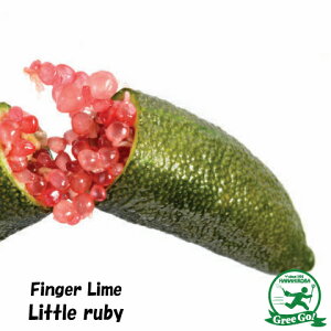 tBK[ C c ytBK[C gr[z 1N J^` ږؕc CLrA ubVLrA AgVJ X̃LrA c  ʎ k _k Little ruby