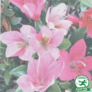 植木 盆栽 サツキの人気商品 通販 価格比較 価格 Com 植木 盆栽 サツキの人気商品 通販 価格比較 価格 Com