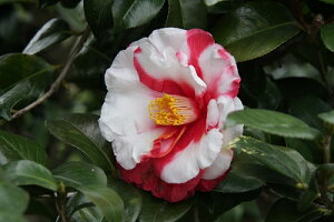椿 苗木 【岩根絞 (いわねしぼり) 八重咲き】 2年生 接ぎ木苗 ツバキ 苗木 植木 花木 庭木 シンボルツリー 生垣 目隠し 常緑樹 高木