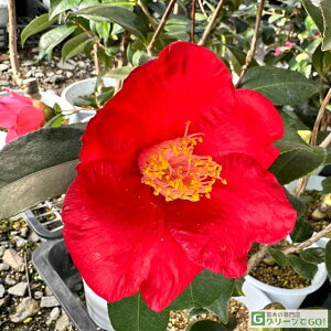 椿 苗木 【ことじ 一重盃咲き】 2年生 接ぎ木苗 ツバキ 苗木 植木 花木 庭木 シンボルツリー 生垣 目隠し 常緑樹 高木