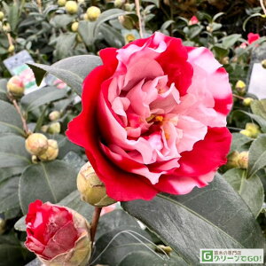  c ږؕc yRbeB[ mցz 2N ڂؕc coL c A Ԗ  V{c[ _ ډB Ύ 
