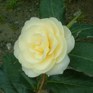  c ږؕc y ij d炫z 2N ڂؕc coL c A Ԗ  V{c[ _ ډB Ύ 