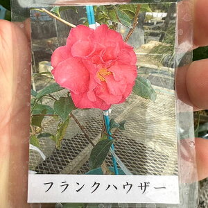 OUTLET [yVs̔] c ytNnEU[ d炫z 2N ڂؕc coL c A Ԗ  V{c[ _ ډB Ύ 