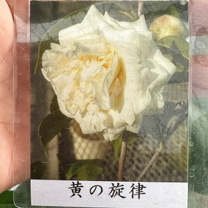  c y̐ îj d炫z 2N ڂؕc coL c A Ԗ  V{c[ _ ډB Ύ 