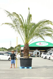 楽天市場 ヤシの木 種類 植物 ヤシ の通販