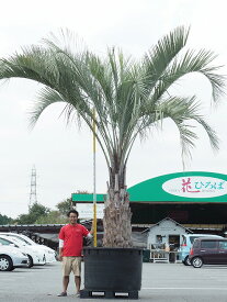 楽天市場 ヤシの木 屋外 南国の通販