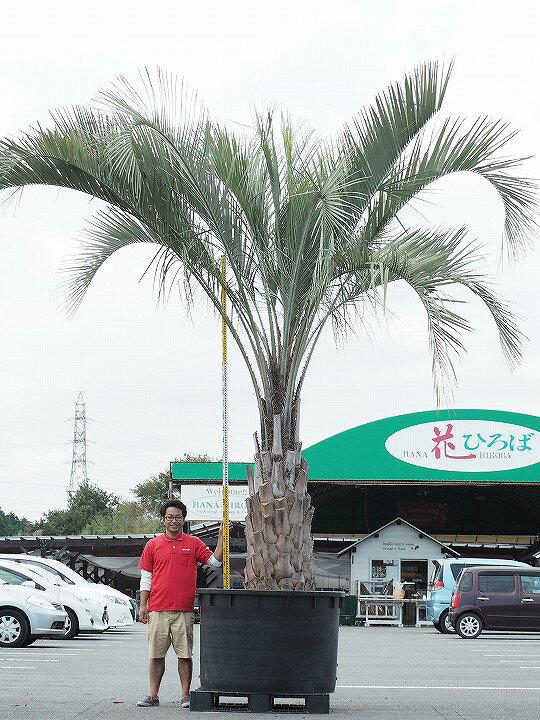 楽天市場 現品発送 銀行振込のみ 耐寒性 ヤシ 苗木 ヤシの木 ココスヤシ 鉢上げ管理 南国風 庭 木 苗木 観葉植物 植木 庭木 シンボルツリー 常緑樹 高木 全国発送可 北海道 沖縄 離島不可 根巻苗でのお届け 写真の鉢は別売り R110 17 苗木の