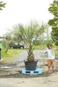 植木 盆栽 シンボルツリーの人気商品 通販 価格比較 価格 Com