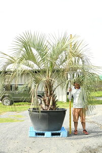 庭 植木の人気商品 通販 価格比較 価格 Com