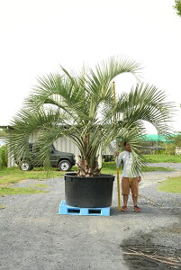 観葉植物 ヤシの木 庭の人気商品 通販 価格比較 価格 Com
