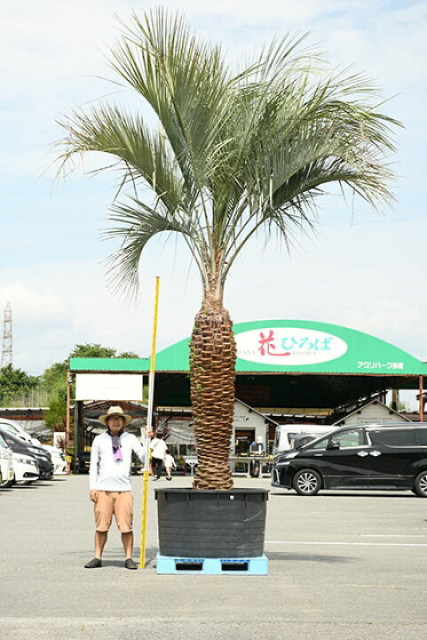 楽天市場】【現品発送 ※銀行振込のみ】 耐寒性 ヤシ 苗木 【ヤシの木  