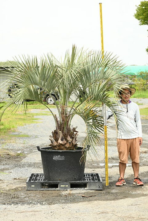 楽天市場】【現品発送】 耐寒性 ヤシ 苗木 【ヤシの木 ココスヤシ 鉢  